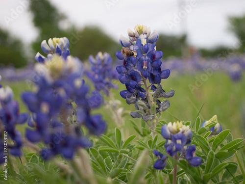 Closeup of Bluebonnets