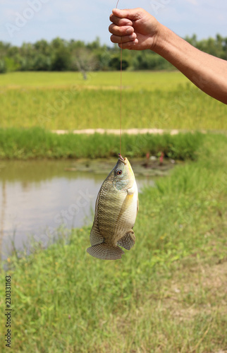 Tilapia fish caught at pool in the field