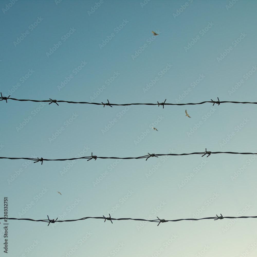 cerco y cielo con aves cerco y cielo con aves
