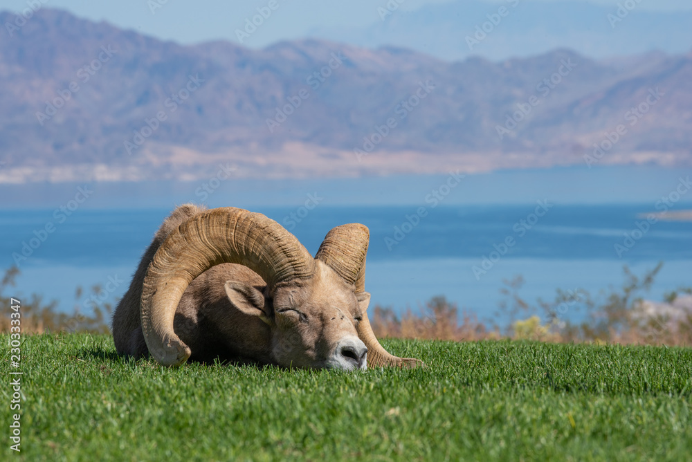 Bighorn sheep napping in the grass near Lake Mead Stock Photo Adobe Stock