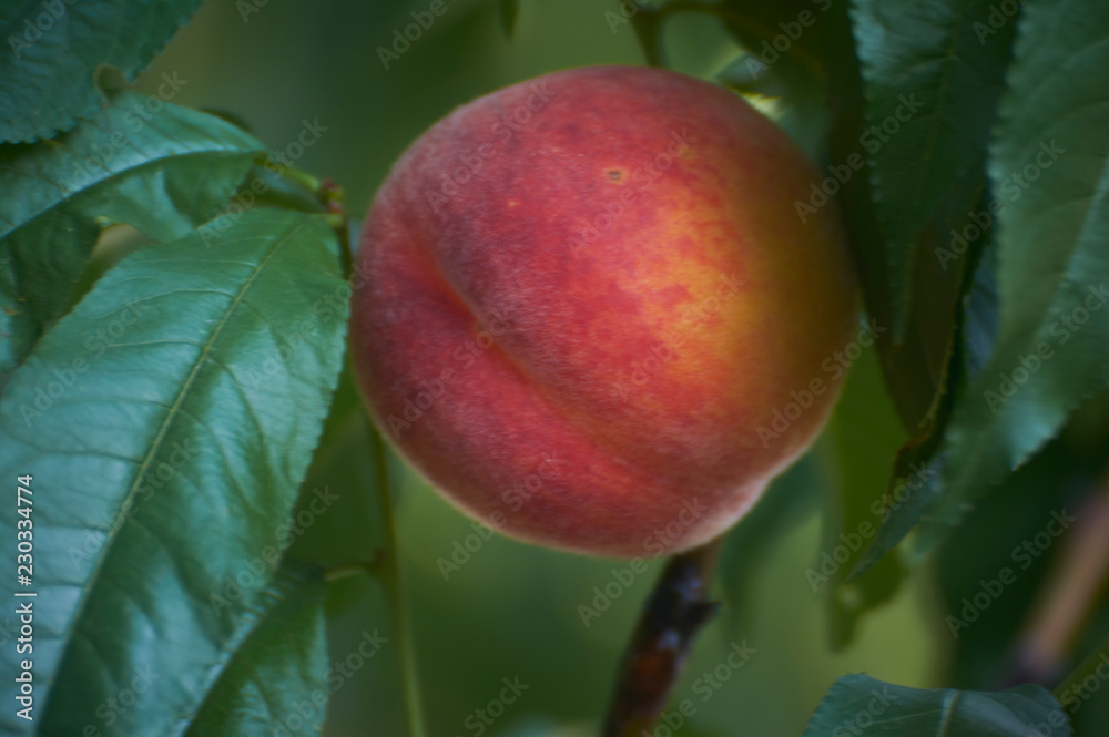 One fresh peach on a tree branch in the garden. One fresh peach on a tree branch in the garden.