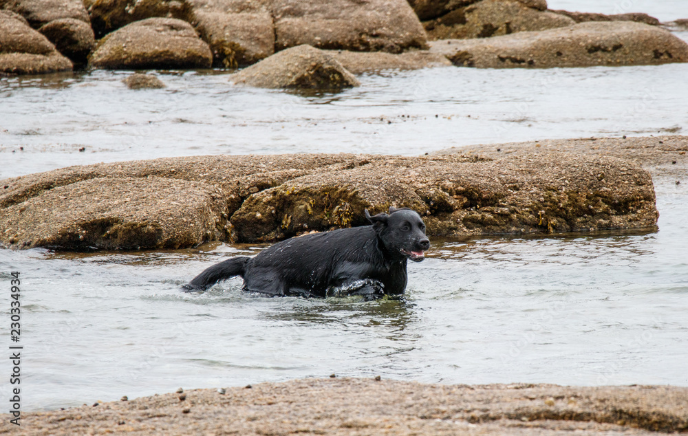 Fototapeta premium Baignade du Labrador