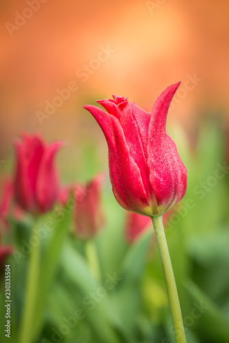 Tulips  Tulipa  Tulipmania Floral display