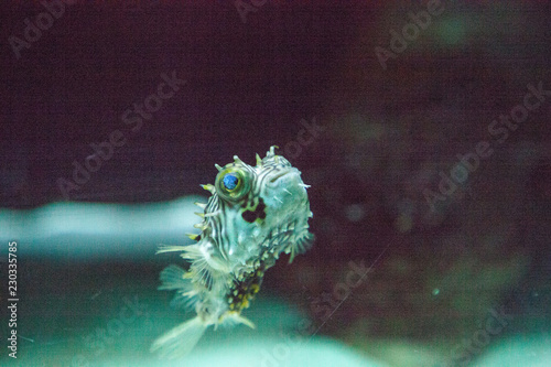 Balloonfish Diodon holocanthus swims along a marine reef photo