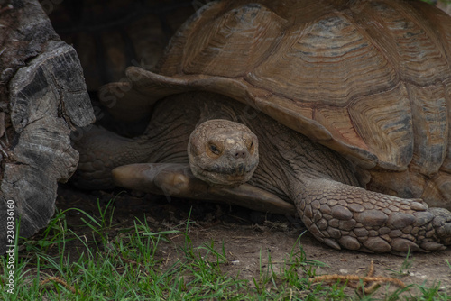 African spurred tortoise (Centrochelys sulcata) © DavidMohn