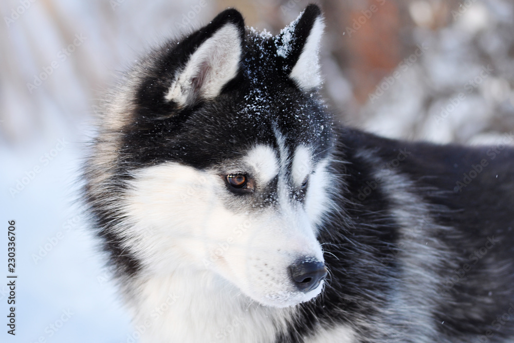 Black and white dog husky winter portrait