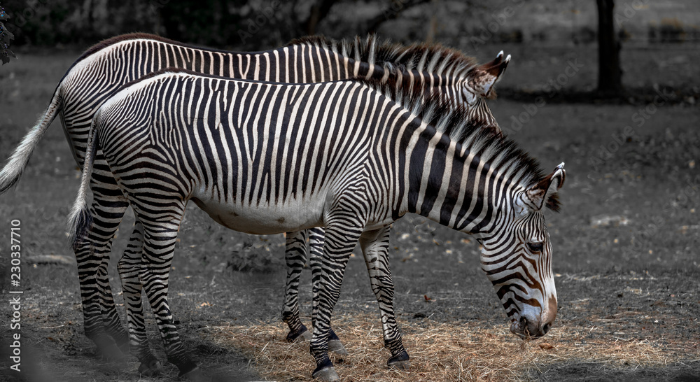 Iconic Stripes on Grevy's Zebras Grazing in a Grass Field Iconic Stripes on Grevy's Zebras Grazing in a Grass Field