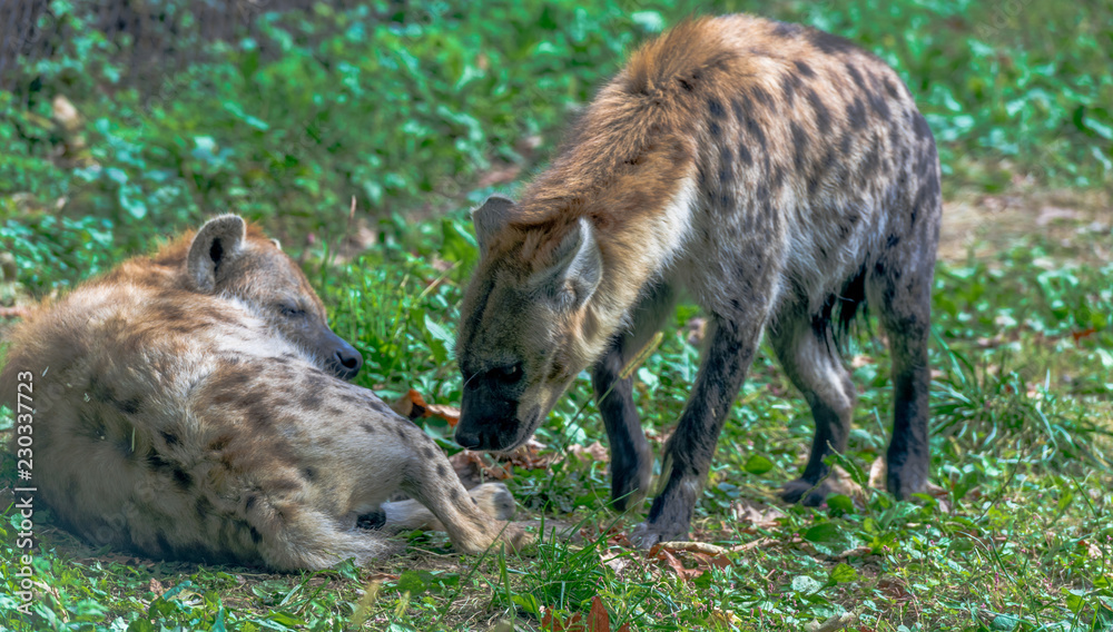 Fototapeta premium Earth Toned Fur on a Spotted Hyena in a Grassy Field