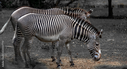 Iconic Stripes on Grevy s Zebras Grazing in a Grass Field