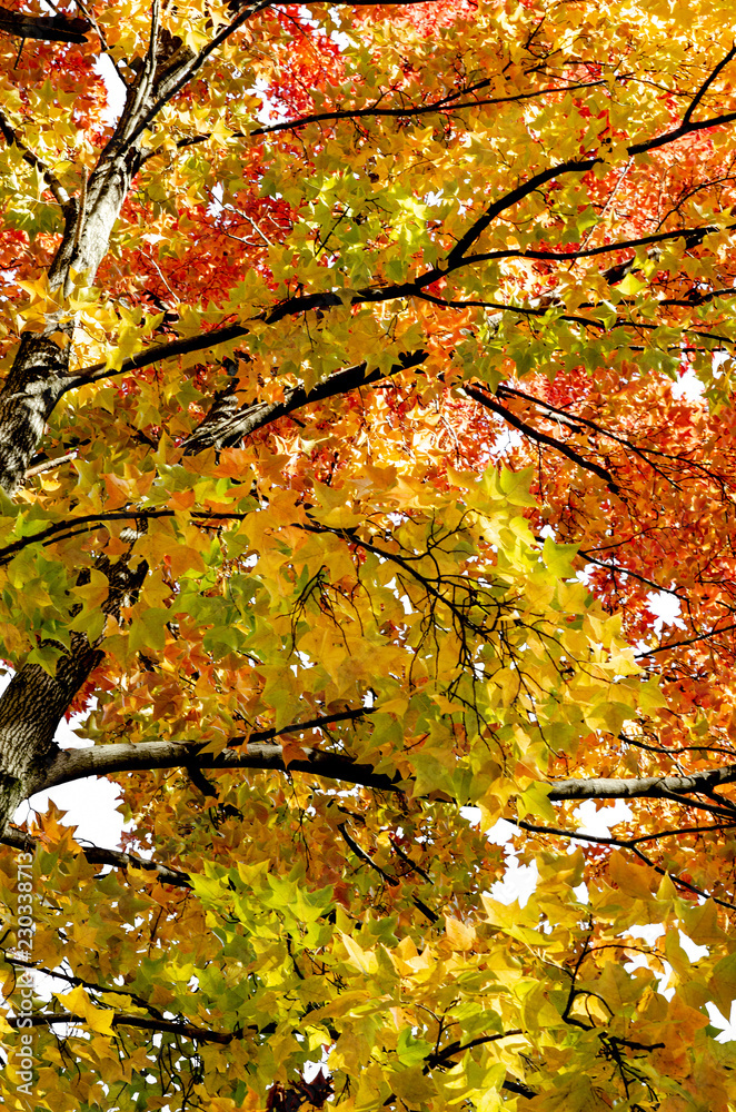 Close up of maple tree at Japanese autumn park Close up of maple tree at Japanese autumn park