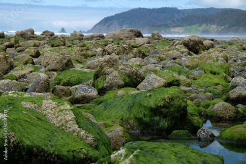 Green moss on rocks