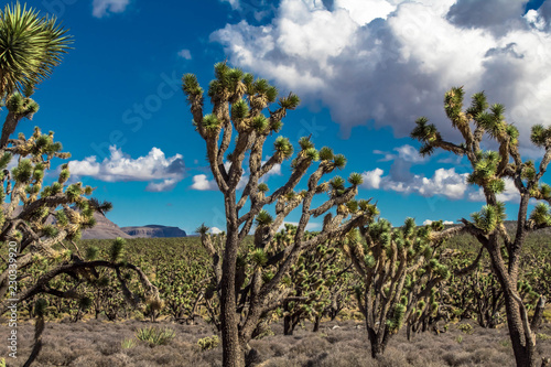 Joshua trees forest in Arizona desert