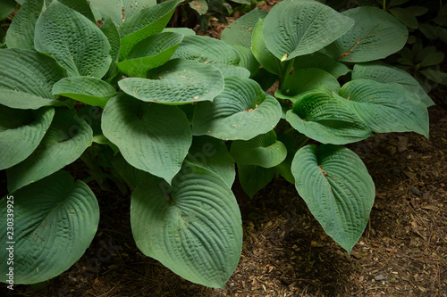 Isolated view of green hosta plants, soil ground and no sky