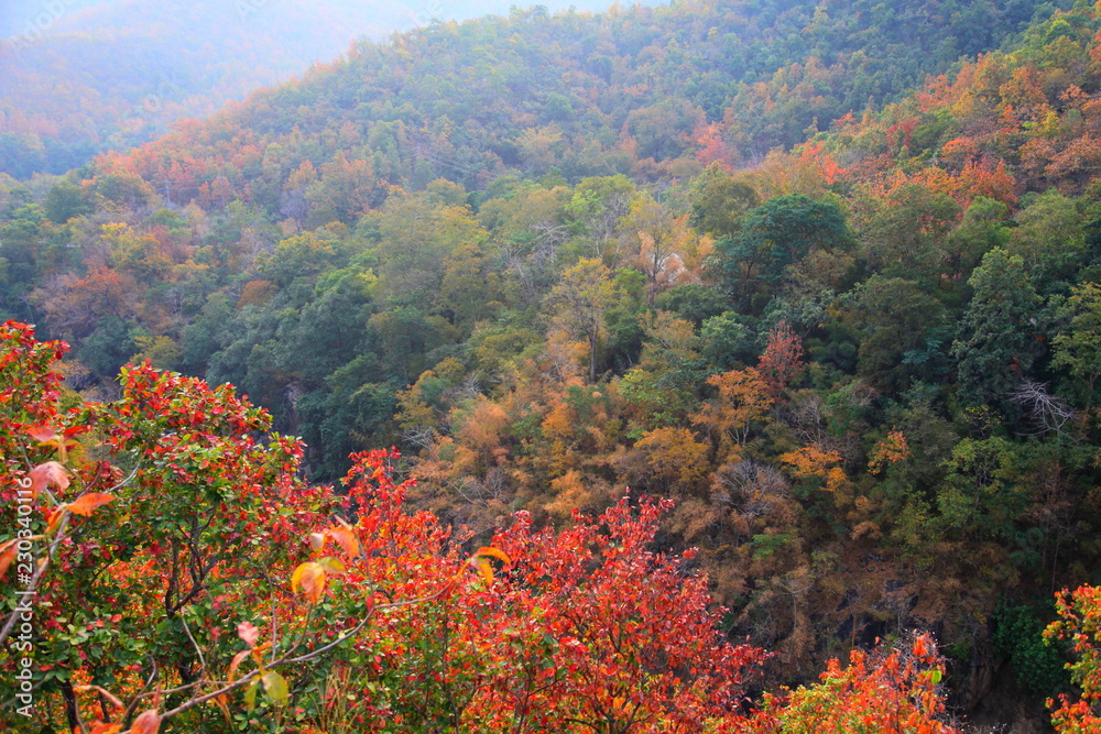 Forest autumn color landscape of leaves changing during fall season in mountain