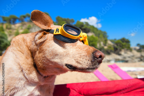 Fototapeta Naklejka Na Ścianę i Meble -  Funny dog with goggles at beach