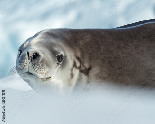 Seal Portrait