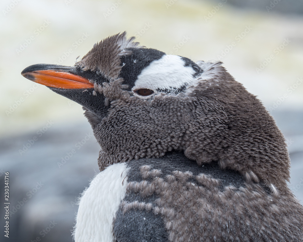 Naklejka premium GEntoo Penguin Profile