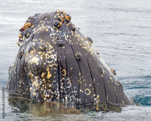 Second humpbacks head close-up