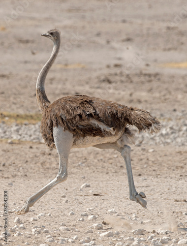 ostrich running in Serengeti National Park, Tanzania, Africa.