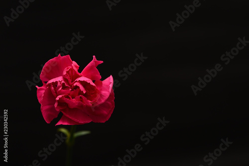 red rose flower