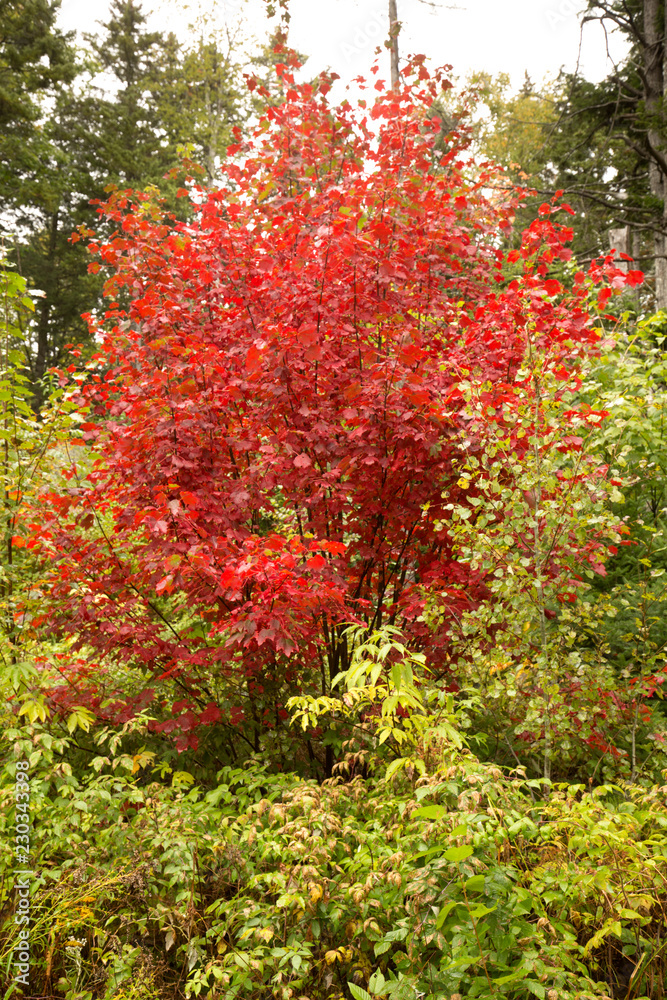 Naklejka premium Bright fall foliage of a red maple tree in Maine.