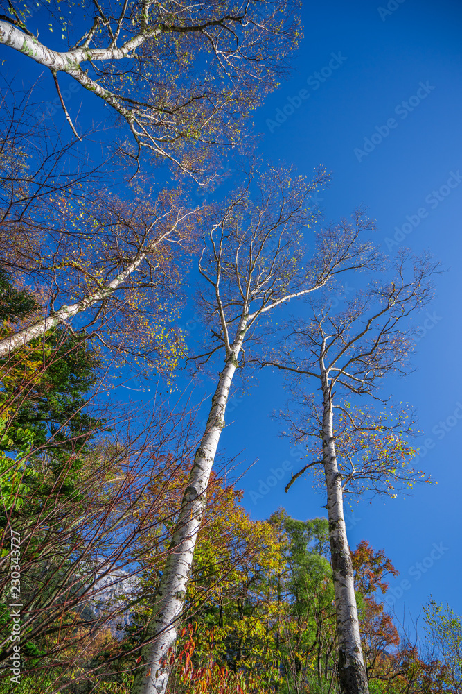 Obraz premium 空と白樺