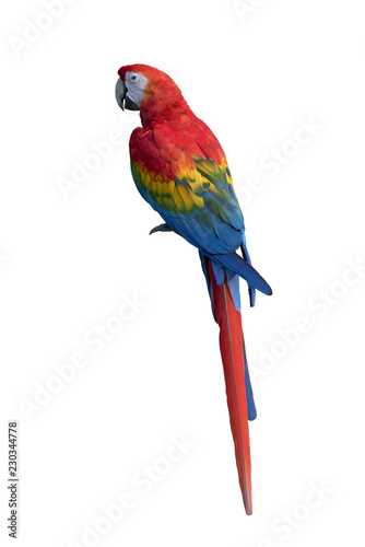Scarlet macaw isolated on white background