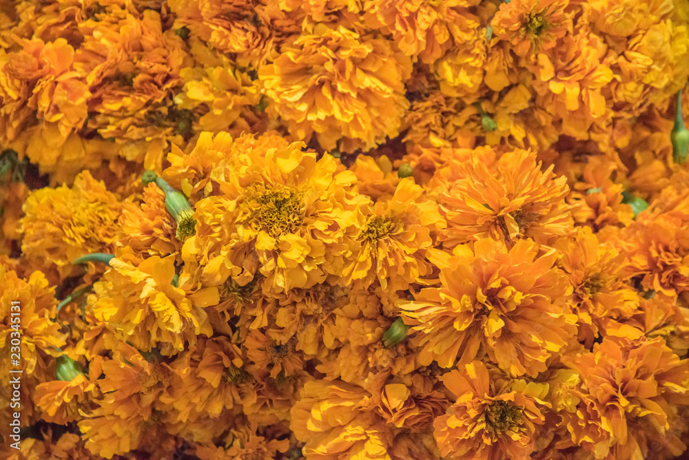 flor de cempasúchil día de muertos ofrenda altar catrinas, fondo naranja  foto de Stock | Adobe Stock