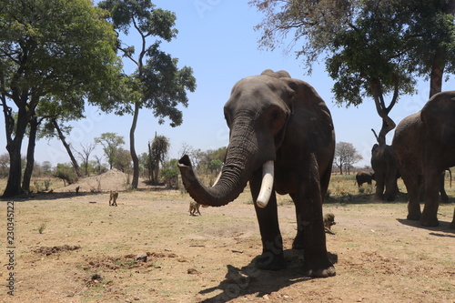 Zambian Elephant