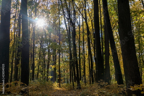 Золотая осень в старинном парке.