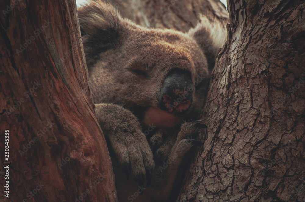 Obraz premium Koalas sleeping