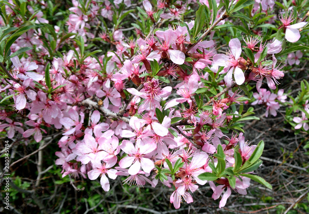 Picture of almond blossom close-up on, Omsk region, Siberia Picture of almond blossom close-up on, Omsk region, Siberia