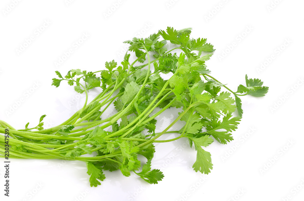 Bunch of fresh coriander leaves over white background Bunch of fresh coriander leaves over white background