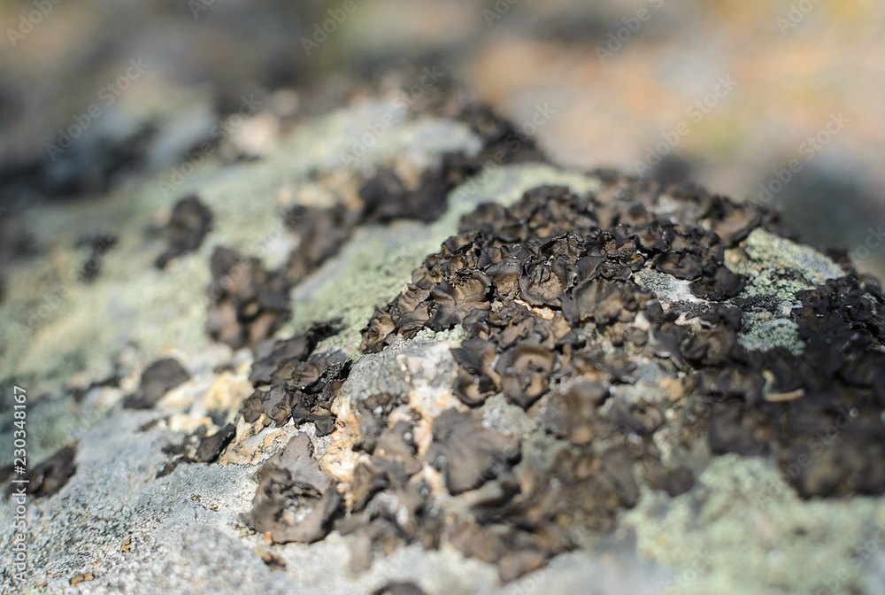 Brown lichen on the stone, living organizm, unique Baikal nature. Selective focus Brown lichen on the stone, living organizm, unique Baikal nature. Selective focus