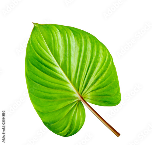 Back side of fresh green leaf  shot on white isolated with clipping path.