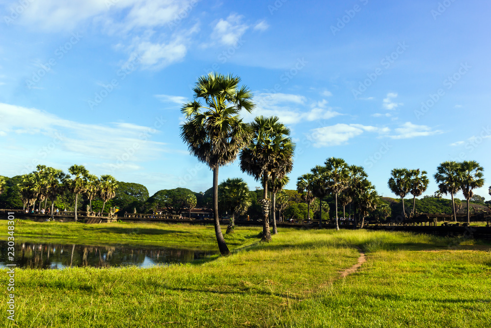 Palm Tree at Angkor Wat with blue sky Palm Tree at Angkor Wat with blue sky