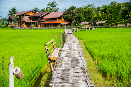 Beautiful rice field of Pua district photo