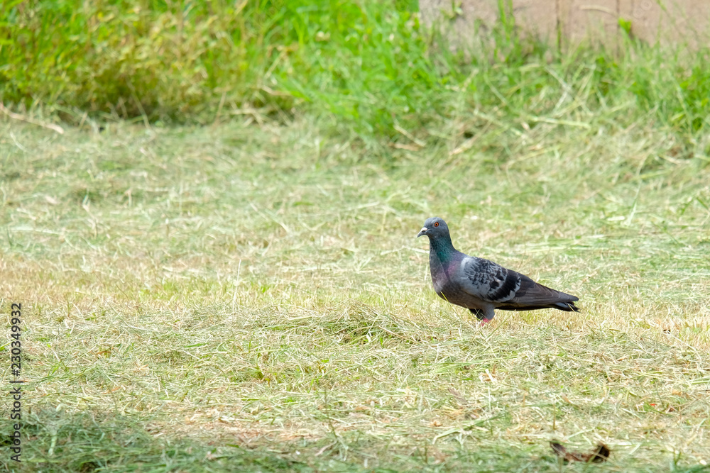 Dove on the grass, pigeon at grass field, pigeon walk alone. Dove on the grass, pigeon at grass field, pigeon walk alone.
