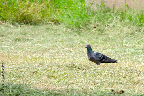 Dove on the grass, pigeon at grass field, pigeon walk alone. photo