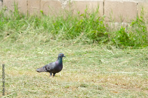 Dove on the grass, pigeon at grass field, pigeon walk alone. photo
