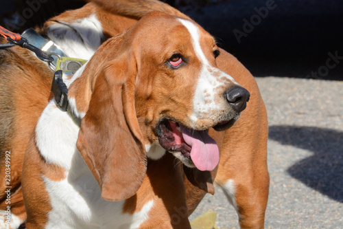 Adorable basset hound dog with irritated red eyes and lower eyelid from autumn allergies out for a walk
