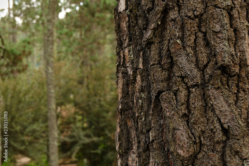 Tronco de árbol