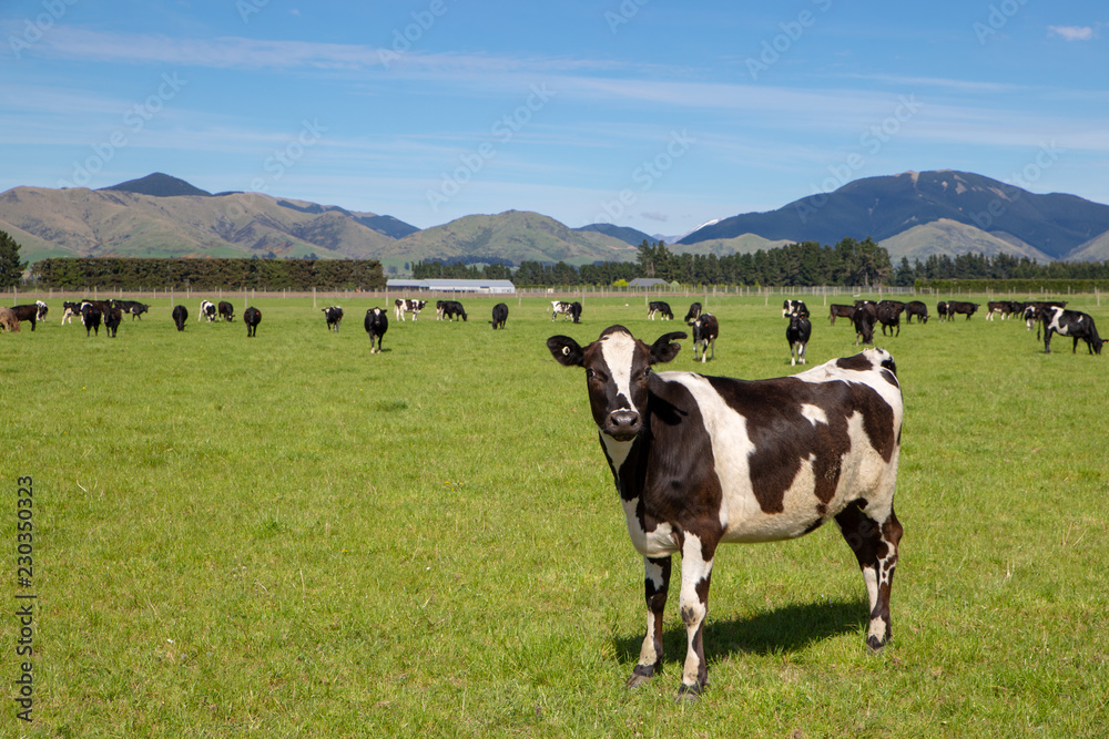 A black and white cow stands out from the herd in field in Canterbury, New Zealand