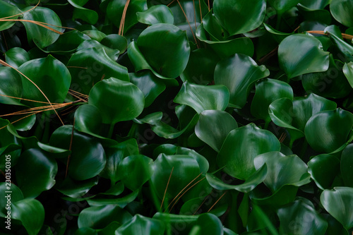 Plantas