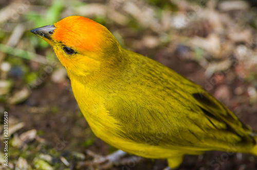 saffron finch on Big Island of Hawaii