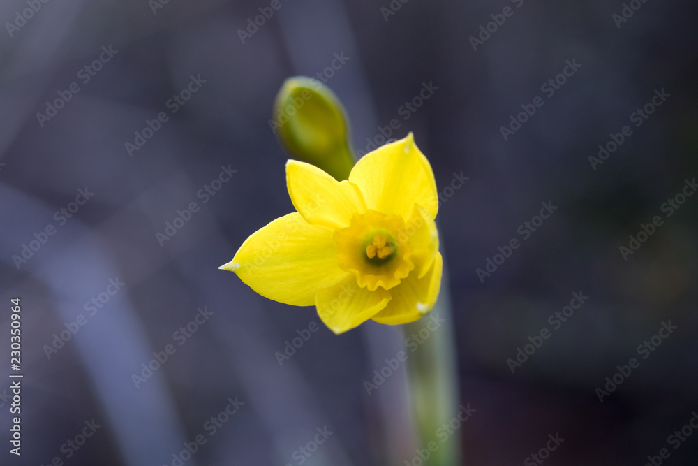 Fototapeta premium flor con macro
