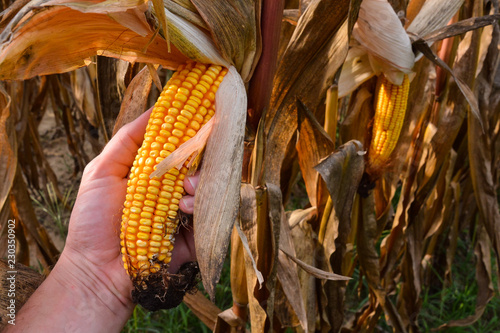 corn on cob, digital photo picture as a background photo