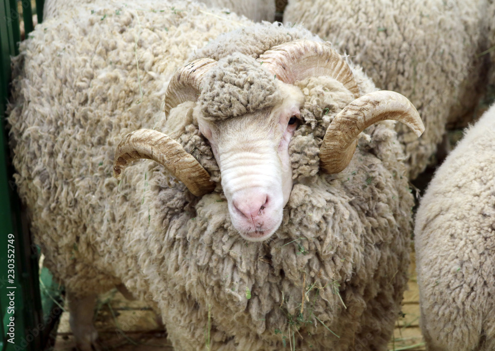 Naklejka premium Soviet merino sheep is a hoofed mammal with thick hair and edible meat 