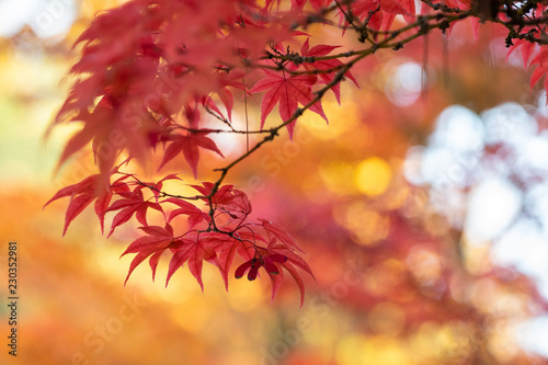 Japanese lace leaf maple in vibrant red fall color foliage, yellow, orange, and red foliage in background 