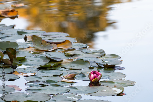 Fototapeta Naklejka Na Ścianę i Meble -  Single pink water lily flower with green lily pads on a pond, fall color reflected on the water
